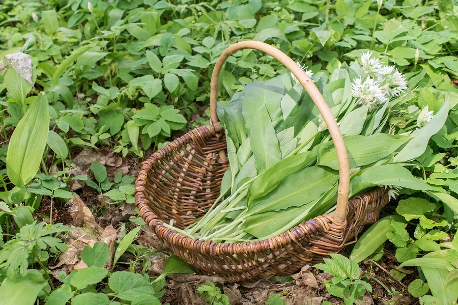 Kitchen garden herbs and leaves grown for the Black Swan menu