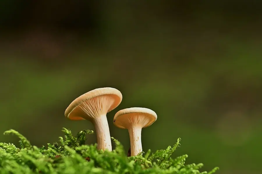 Wild foraged mushrooms of the kind gathered on the North York Moors