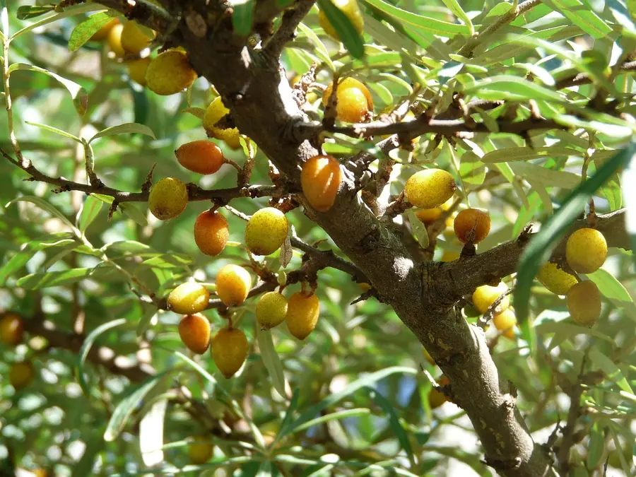 Sea buckthorn, a hedgerow ingredient used across the Black Swan menu