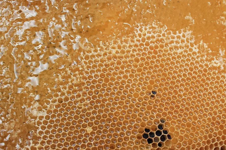Honeycomb of the kind produced by the family hives at Oldstead