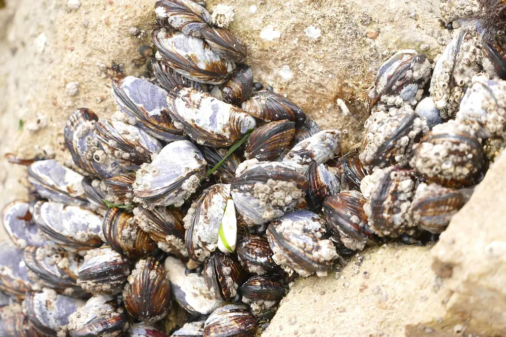 Wild shellfish of the kind gathered on the Scottish coast for The Kitchin