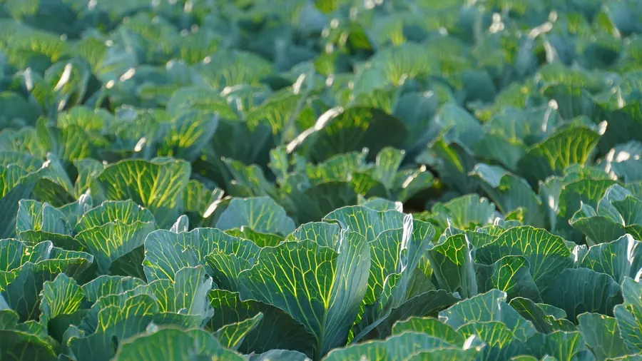 Organic market garden beds of the type used to supply L'Enclume in Cumbria